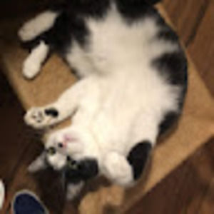 Meet your Posher, Phoebe